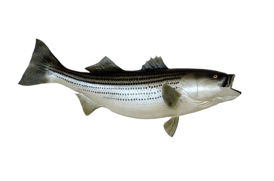 Taxidermy trophy bass