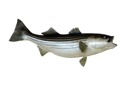 Taxidermy trophy bass
