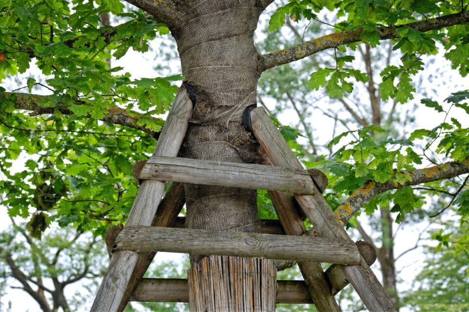 Nature tree growth