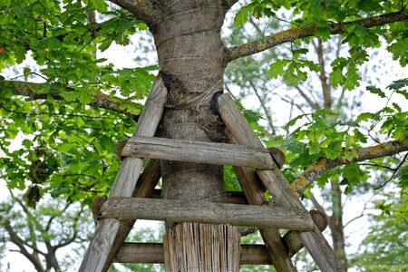 Nature tree growth
