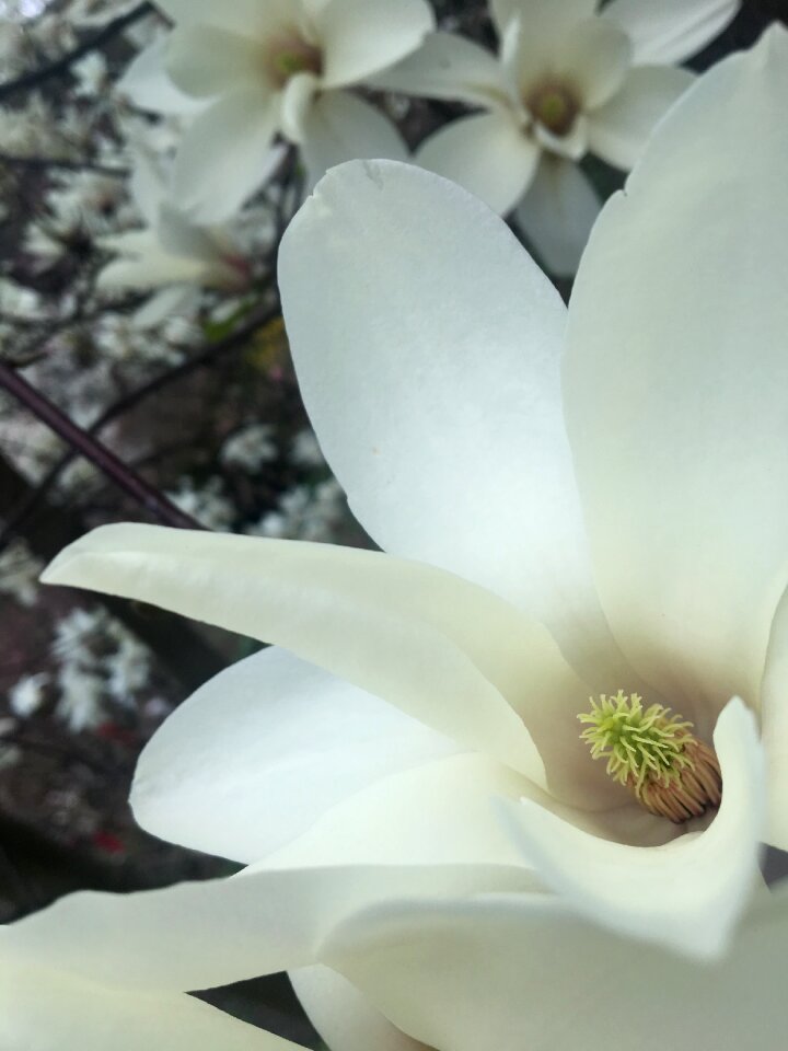 Tree nature bloom