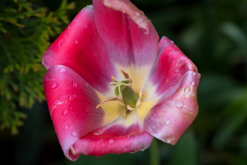 Bloom petals pistil