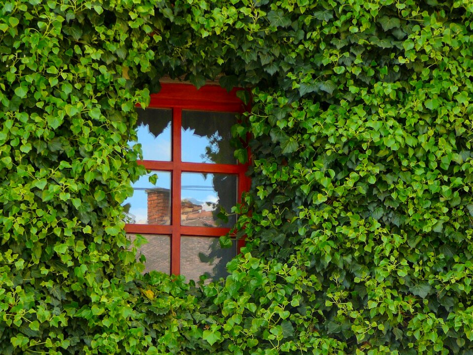 Green window green glass green glasses