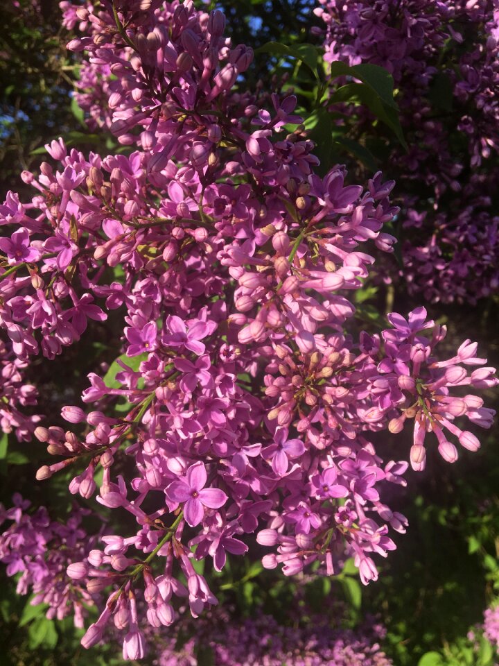 Spring lilac bush garden photo