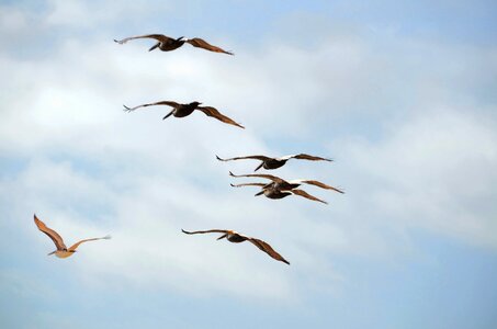 Bird nature water