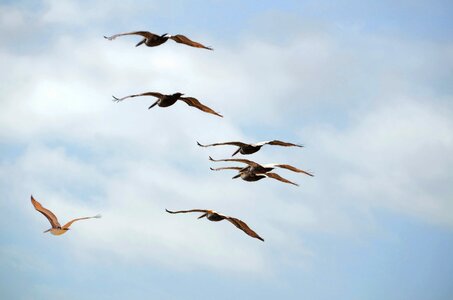 Bird nature water photo