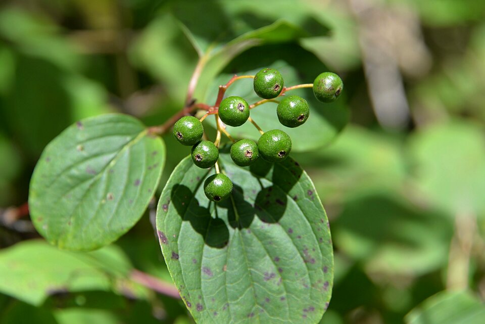Toxic berries adoxaceae