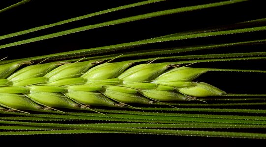Ear grain nourishing barley photo