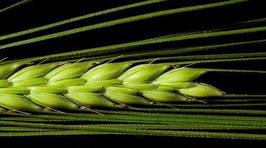 Ear grain nourishing barley