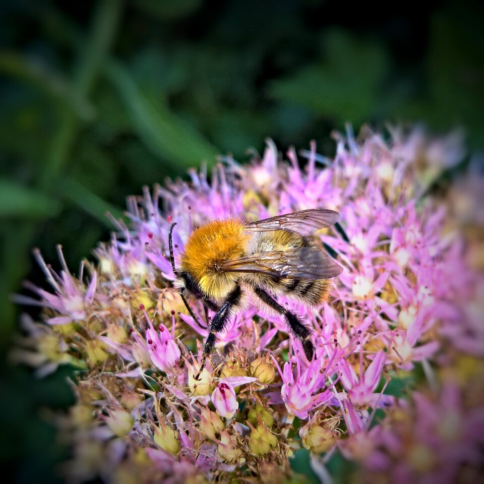 Hummel yellow brown nektarsuche