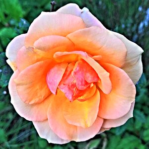 Bloom individually blossomed