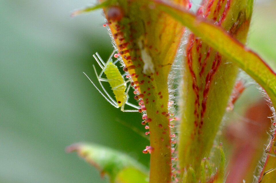 Animal insect nature
