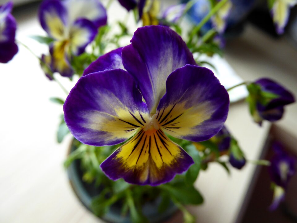 Blue yellow transparent