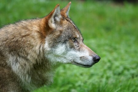 European wolf pack animal attention photo