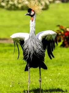 Water bird nature animal