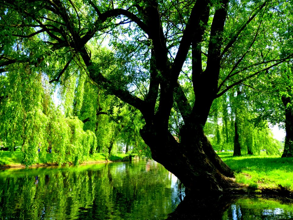 Tree poland masuria