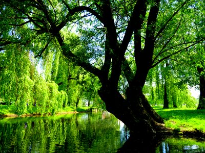 Tree poland masuria