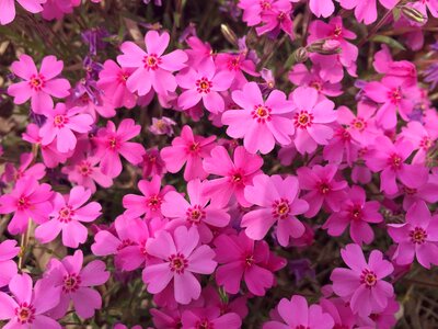Passion pink hot pink