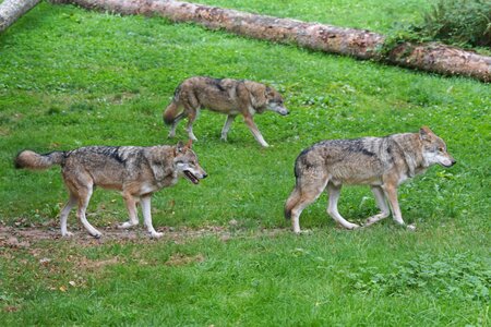 Carnivores european wolf pack animal photo
