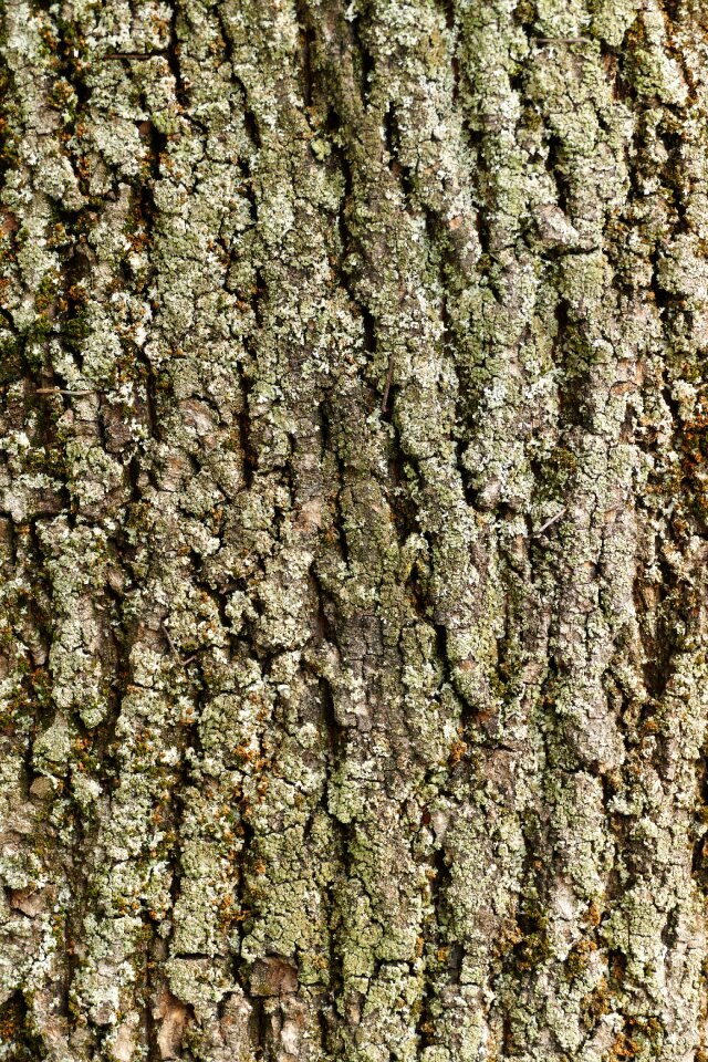 Nature pattern structure