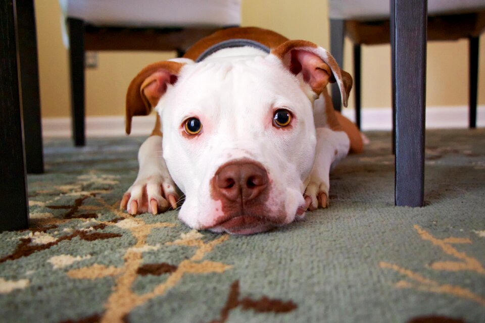 Cute canine adorable