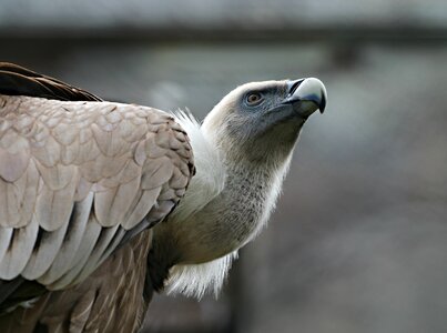 Vulture beak watch photo