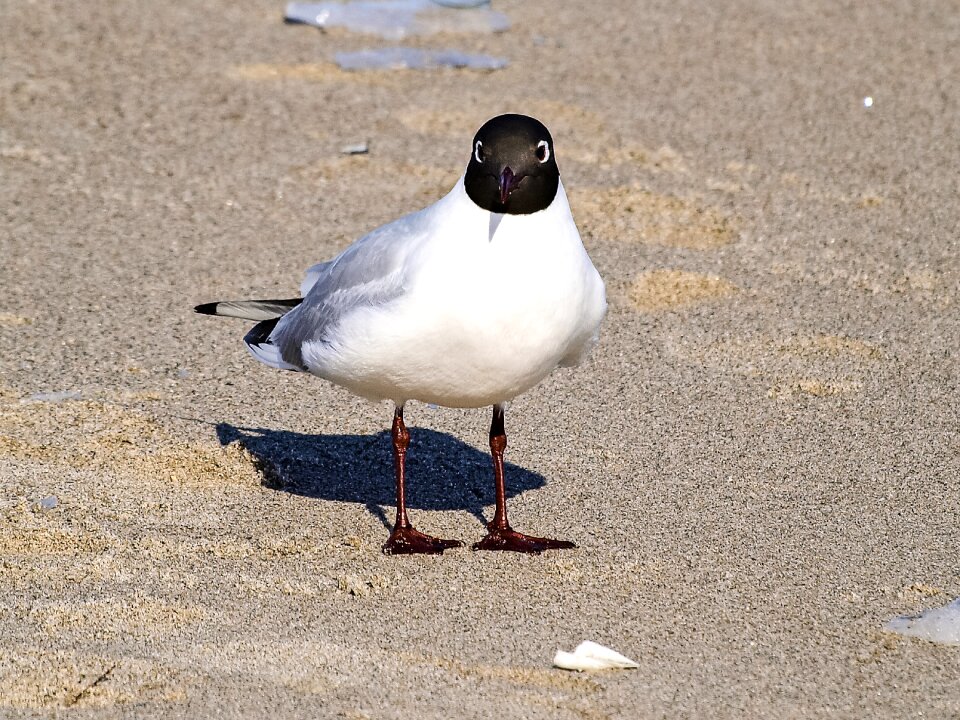 Water bird nature animal