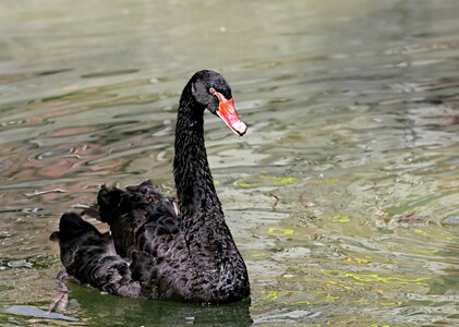 Pond lake black swan photo