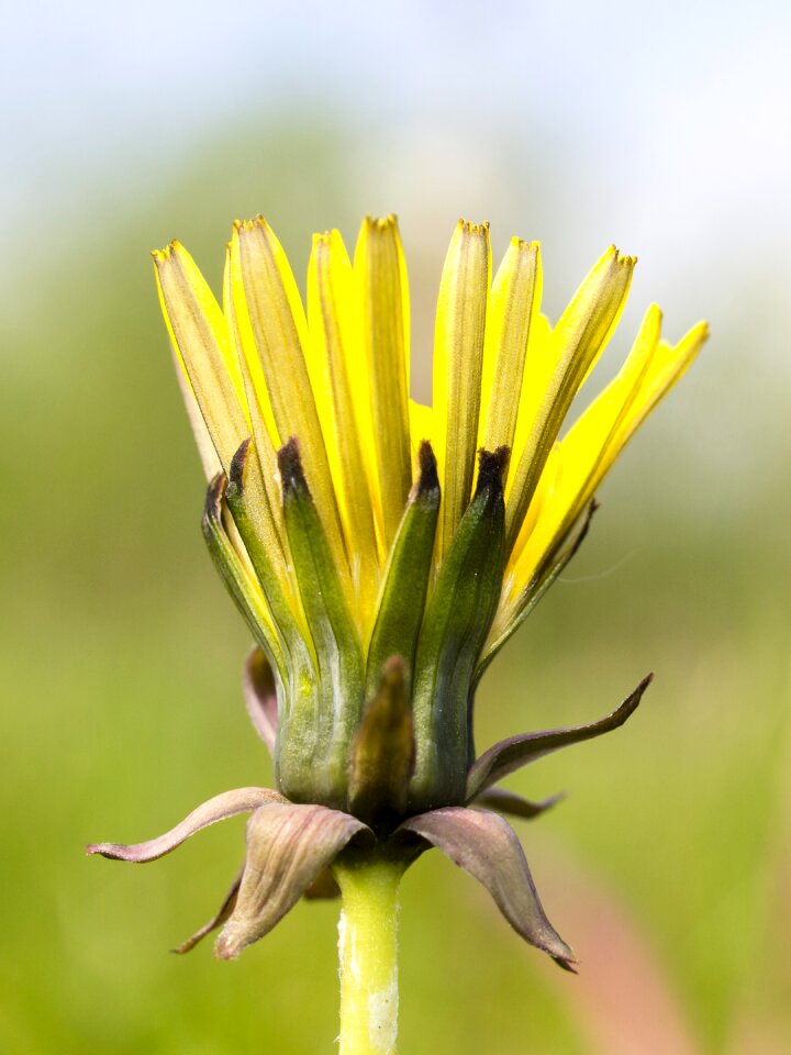 Bloom plant nature