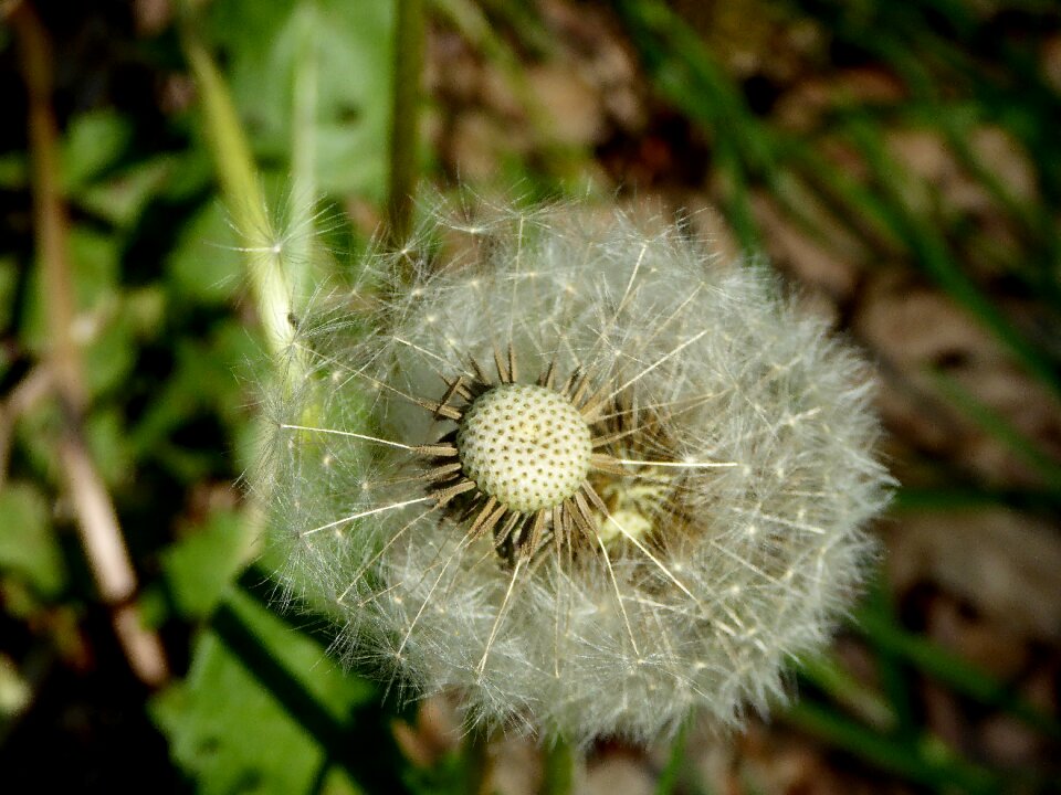 Pointed flower faded nature