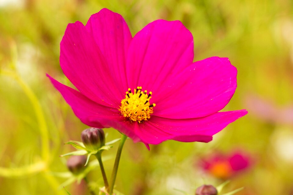 Leaflet leaved schmuckblume cosmos bipinnatus pink