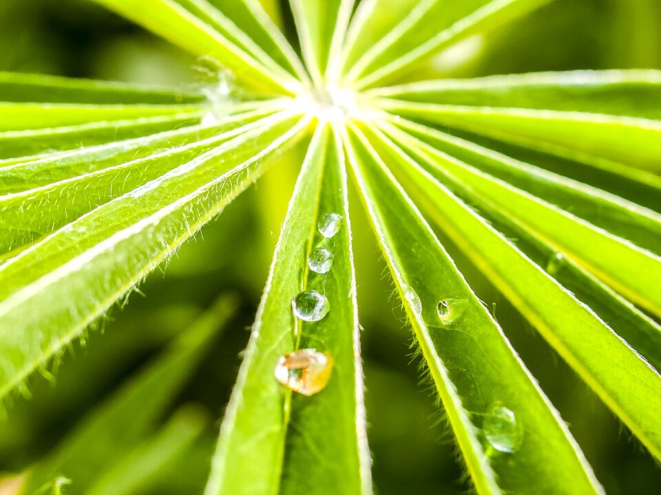 Drip nature plant
