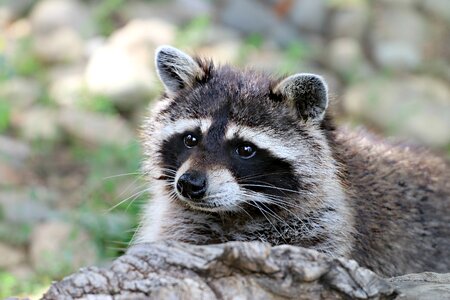 View forest snout