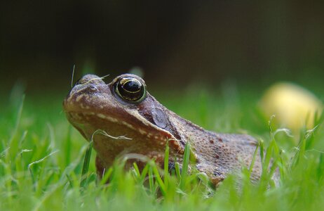 Garden aquatic animal animal