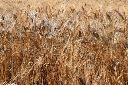 Durum wheat cereals cornfield