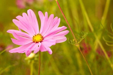 Leaflet leaved schmuckblume cosmos bipinnatus pink photo