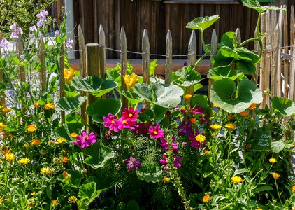 Fence fence lath cottage garden