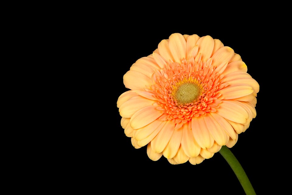 Spring nature isolated