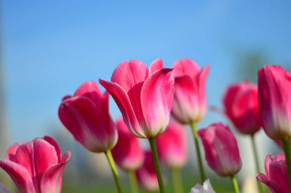 Vivid color nature close-up