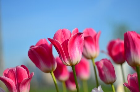 Vivid color nature close-up photo