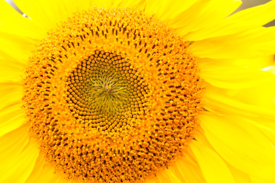 Yellow flower blossom bloom