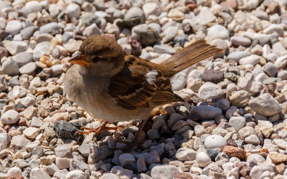 Sperling birds songbird