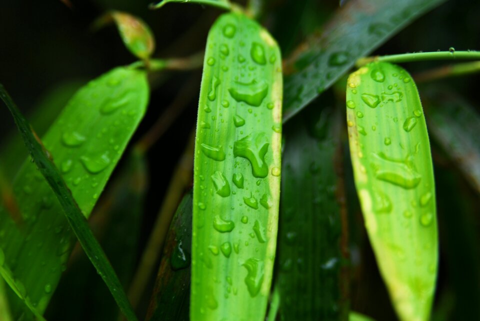Nature foliage garden