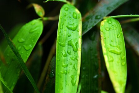 Nature foliage garden