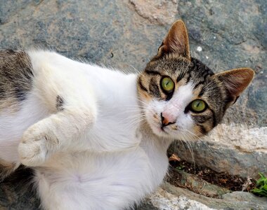 Cat tabby cat look