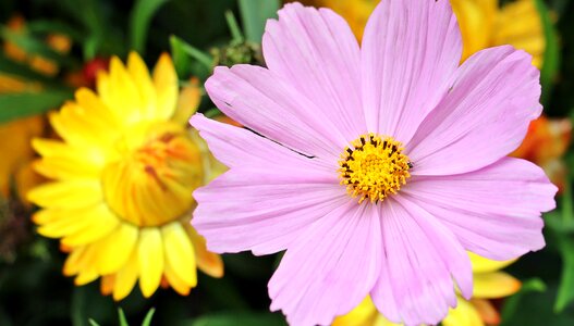 Blossom bloom pink photo