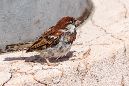 Sperling birds songbird