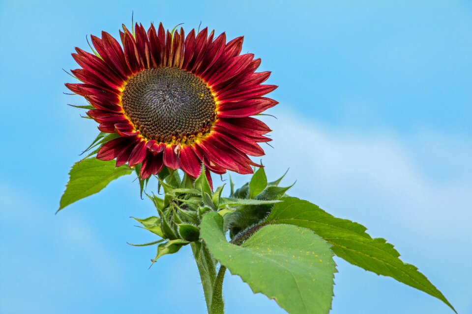 Red flower blossom bloom