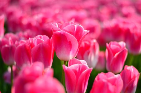 Vivid color nature close-up