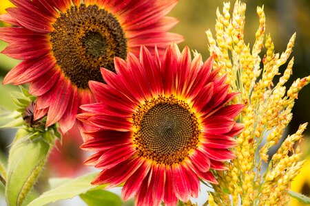 Red flower blossom bloom photo